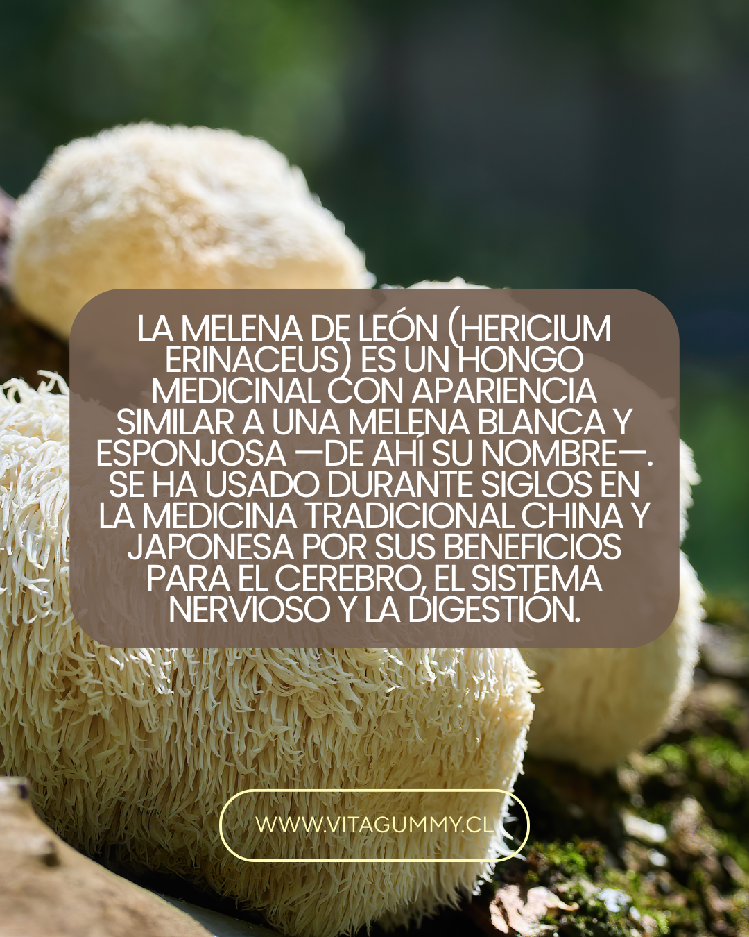 Gomitas de Hongo Melena de León